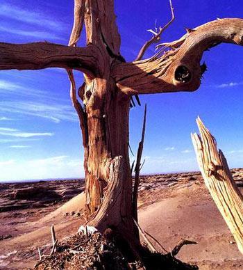 ����¥���Ź�-�޲�������̤��ǰ�˵��㼣ǰ��(�½�)