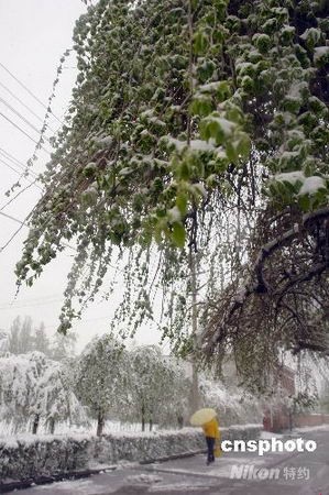 ��³ľ����������������ѩ(��ͼ)