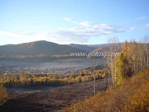 金色白桦林-马背摄影之旅