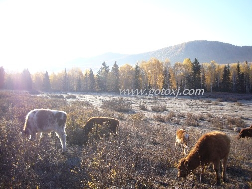 秋天的童话-禾木