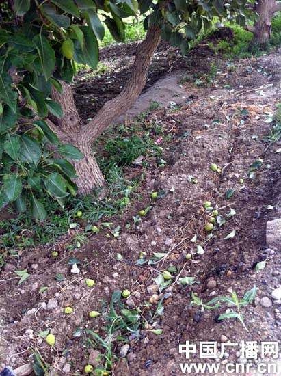 ����԰�����ض��Ǳ������������ļ������������