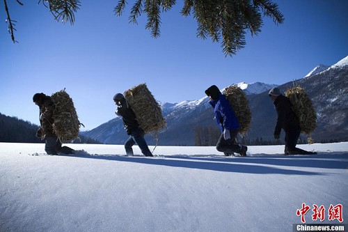 �½�����˹�˹�Ͷ���ǲݾ���Ұ������