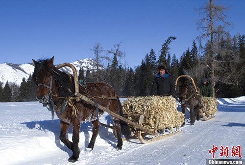 �½�����˹�˹�Ͷ���ǲݾ���Ұ������